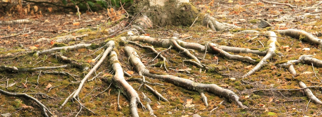 Tree roots